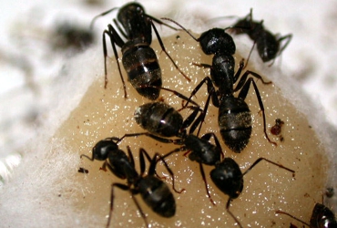 fumigacion de hormigas